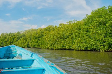 Mavi tekne sahil boyunca büyük ağaçların etrafında yelken açar.