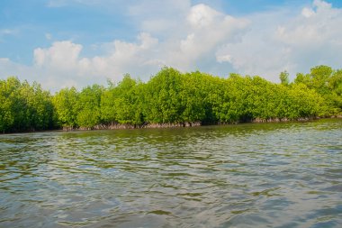 Göl kıyısındaki orman Bulutlu mavi gökyüzü