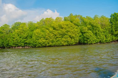 Nehirlerde mavi gökyüzü olan mangrov ağaçları