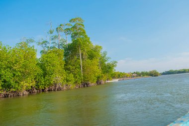 Şampanyalı deniz manzaraları ve güneşli kuşlar göl kıyısında mavi gökyüzü ile parlayan maglar ağaçları.