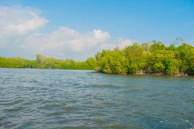Yeşil ağaçlı göl manzarası