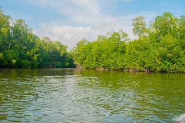 Bulutlu mavi gökyüzü, kumsalda ağaçlar
