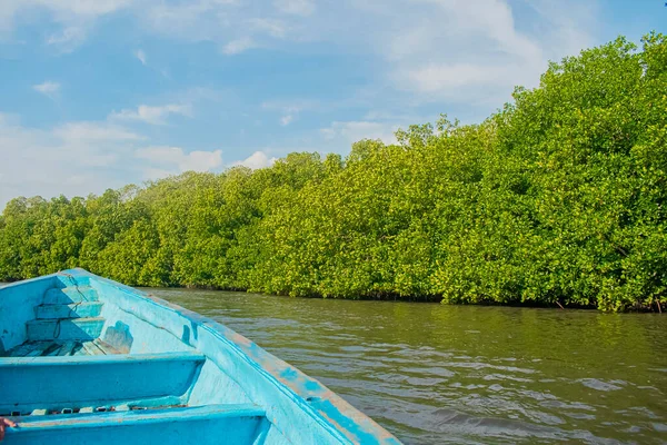 Mavi tekne sahil boyunca büyük ağaçların etrafında yelken açar.