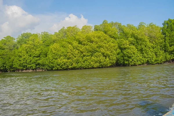 Nehirlerde mavi gökyüzü olan mangrov ağaçları