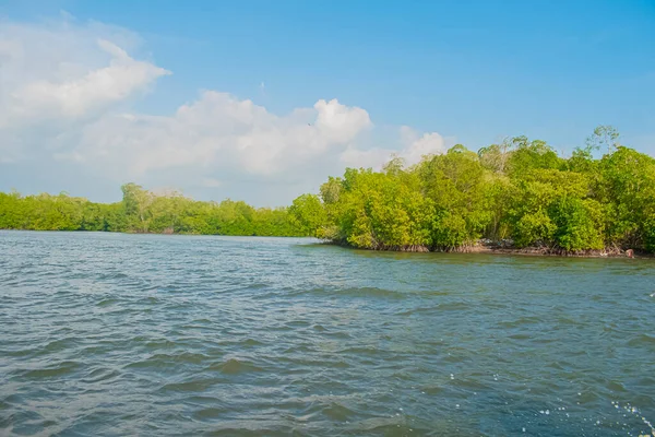 Yeşil ağaçlı göl manzarası