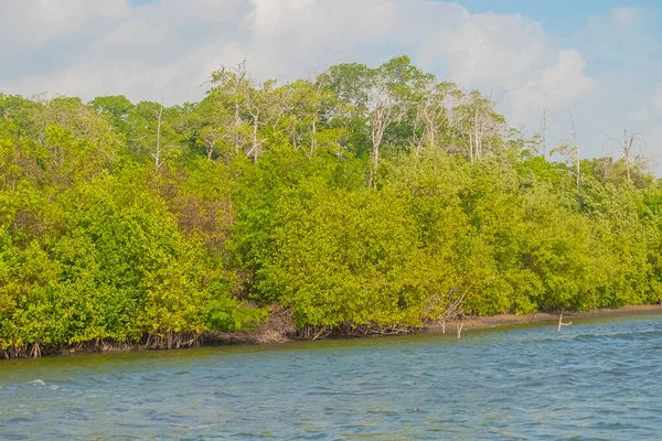 Mavi göl kıyısında yeşil ağaçlar