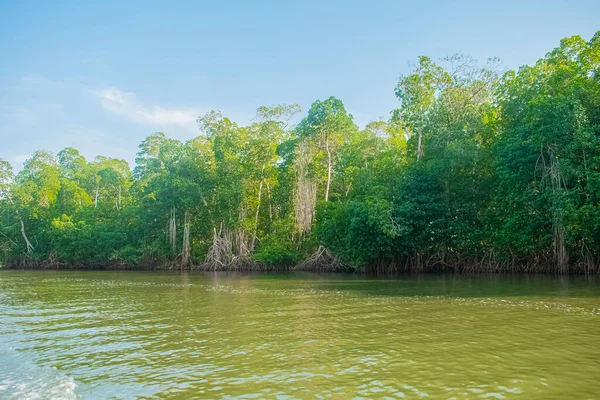 Bulutlu mavi gökyüzü, kumsalda ağaçlar