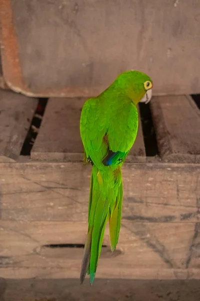 Green Parrot Walking Yard Background House — Stockfoto