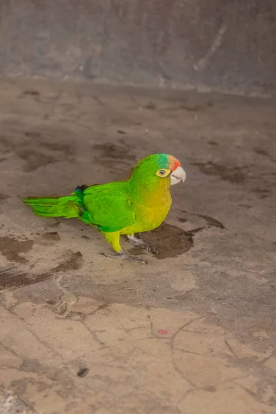 Zelený Barevný Papoušek Kráčí Zemi — Stock fotografie