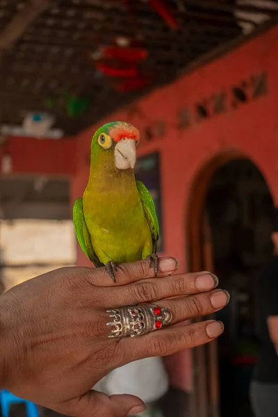 Grüner Papagei Den Händen — Stockfoto