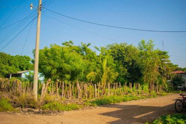 road is thrown with trees