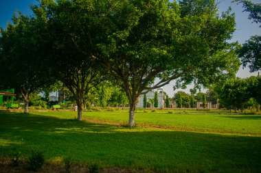 Yeşil ağaç çim ile