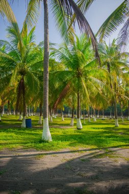 coconut trees with green gram