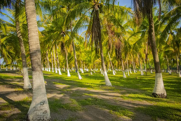 Green Feathers Beautiful Natural Forest — Stock Photo, Image