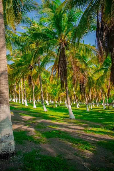 Coconut Trees Green Gram Beautiful Landscape — Stock Photo, Image