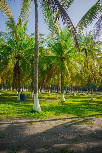 Coconut Trees Green Gram — Stock Photo, Image