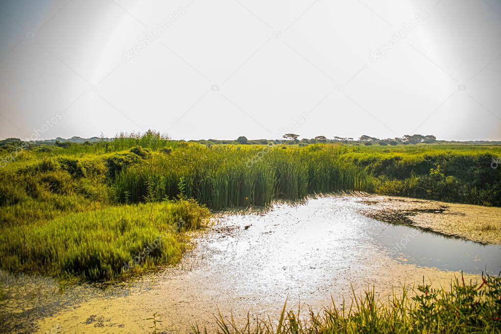 swamp with green grass beautiful landscape