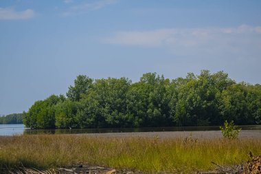forest in river with sand with blue sky