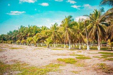 Hindistan cevizi ağaçları ile plaj