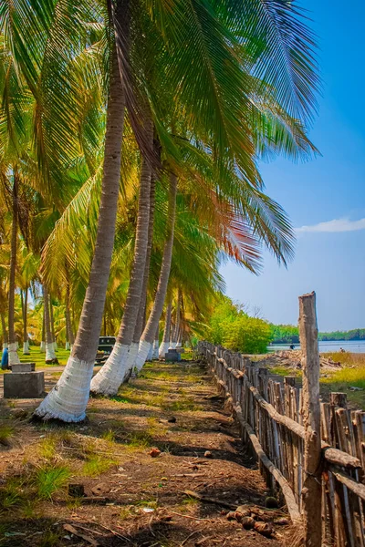 Green Coconut Trees Wooden Fence — Stock Fotó