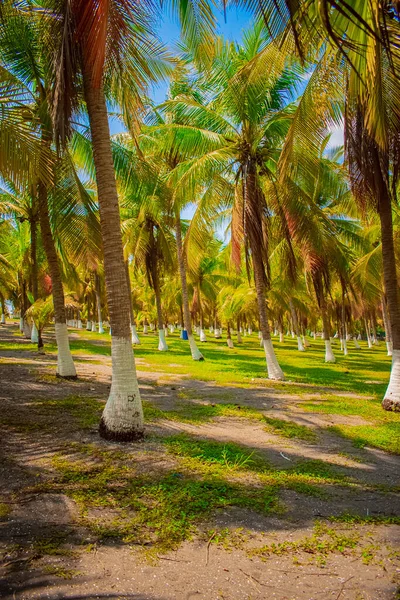 Green Coconuts Green Grass Painted Trunk — Stock Photo, Image