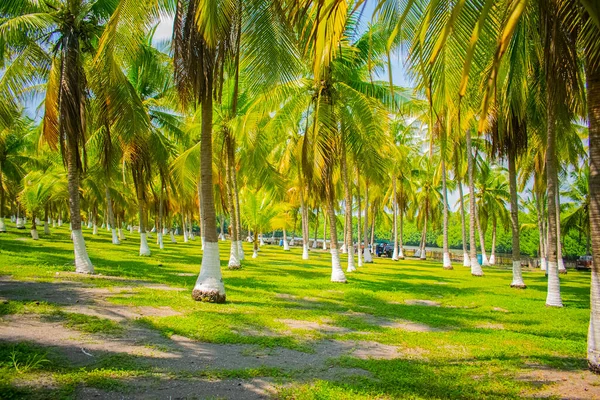 Green Coconut Trees Green Grass Beautiful Passage — Stock Photo, Image