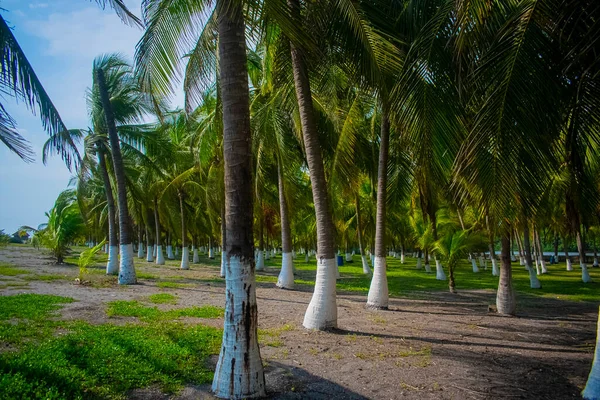 Large Coconut Palm Trees — Stock Photo, Image