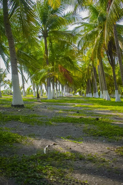 Beach Coconut Trees — Stock Photo, Image