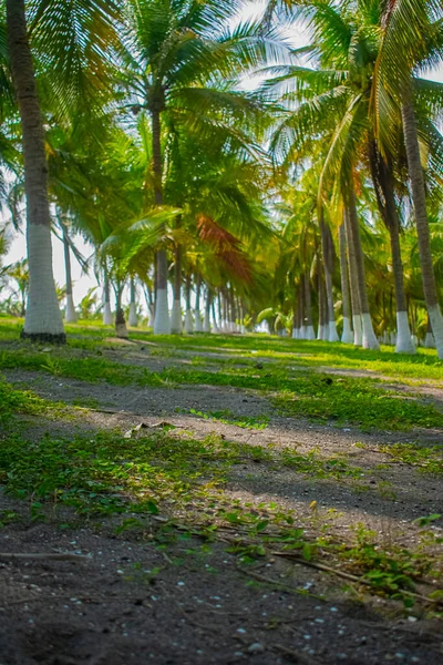 Green Coconut Trees Large Leaves — Stock Photo, Image