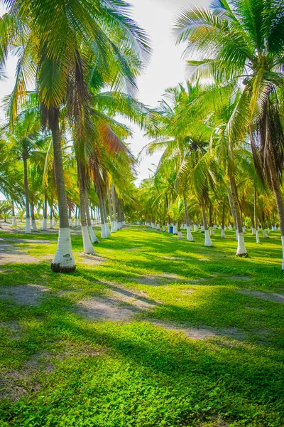 Landscape Coconut Trees Green Grass — Stock Photo, Image