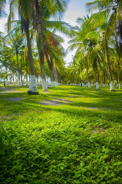 Palm Trees Big Leaves Blue Sky — Stock Photo, Image