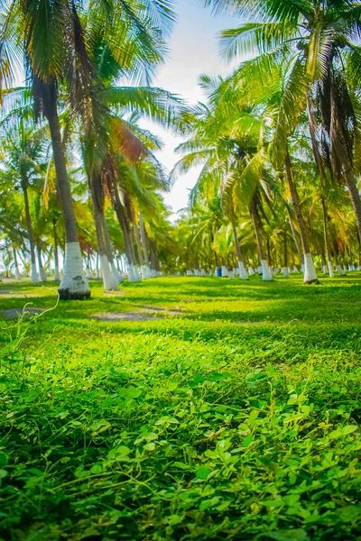 Coconut Palms Green Garam Large Leaves — Stock Photo, Image