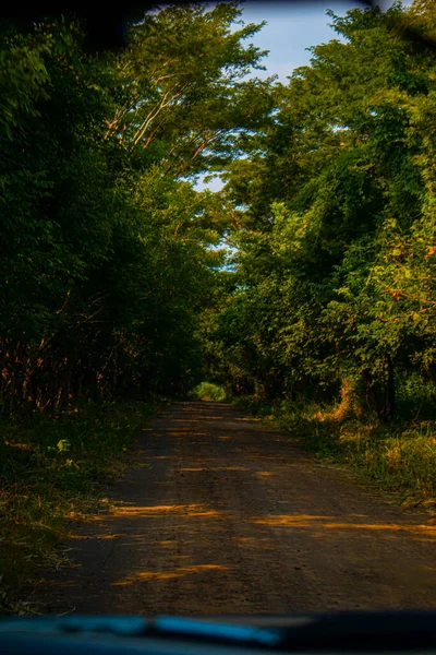 Beaux Verts Parmi Les Arbres Avec Chemin — Photo