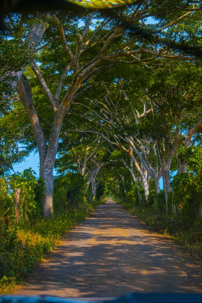 Grands Arbres Verts Avec Chemin Milieu — Photo