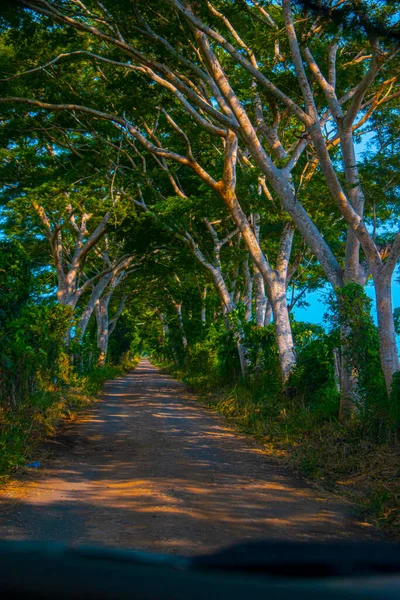 Árvores Grandes Com Ramos Verdes Com Estrada — Fotografia de Stock