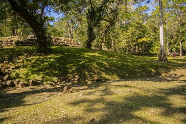 mayan ruin in the forest