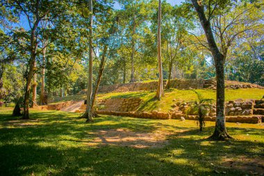 mayan city in the forest