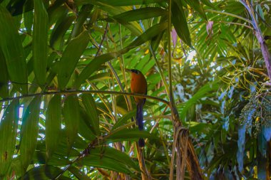 beautiful bird among green leaves of orange pacaya