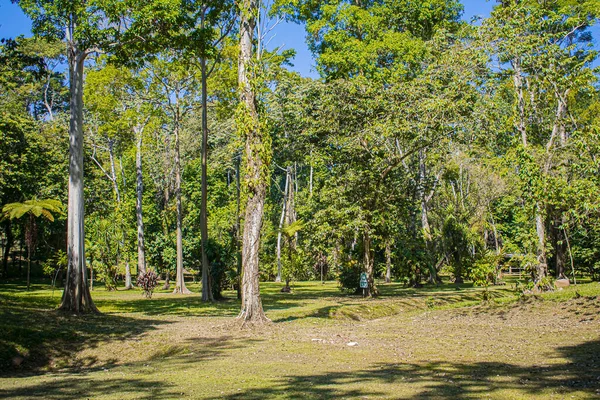 Big Trees Takalik Abaj — Stock Photo, Image