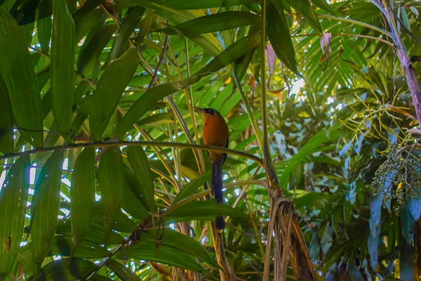 Beautiful Bird Green Leaves Orange Pacaya — 스톡 사진