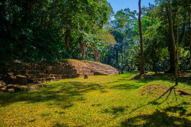forest with temple and green trees