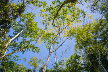 tree branches in the sky with blue background