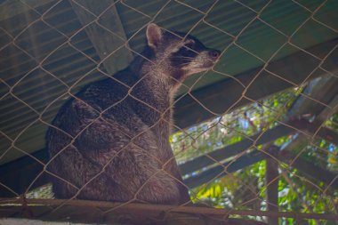 raccoon in his cage with foil background