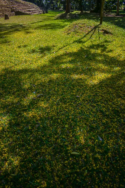 Трава Зеленая Текстурами — стоковое фото