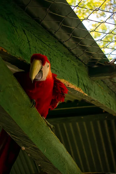 Red Colored Macaw Its Wood Large Beak — Stockfoto