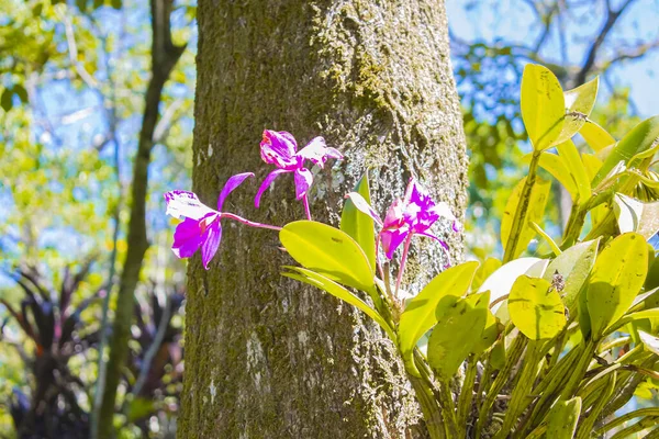 Beautiful Pink Flower Trunk Background — Stockfoto