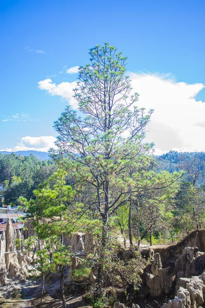 Pino Con Grandes Ramas Con Cielo Azul —  Fotos de Stock