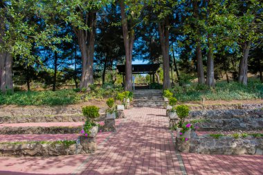 Geniş selvi ağaçları olan güzel bir yol.