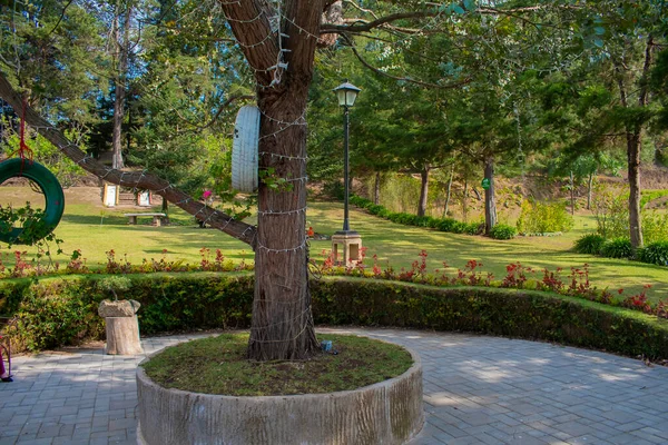 Dennenboom Rond Prachtige Tuin Met Een Prachtig Landschap — Stockfoto