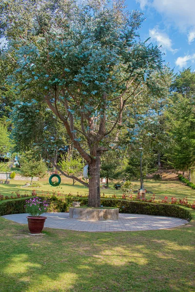 Bahçede Oynamak Için Lastiği Olan Büyük Bir Ağaç — Stok fotoğraf